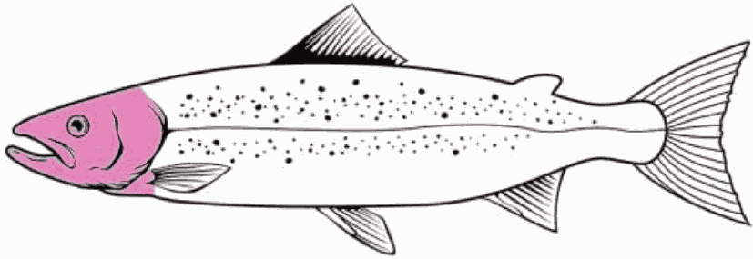 Рисунок 20